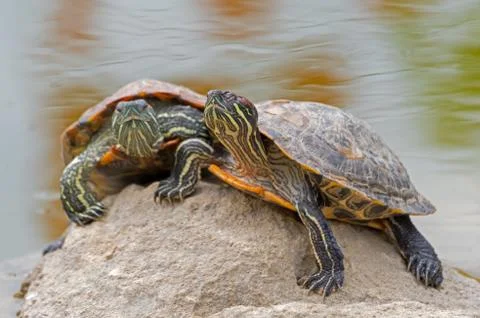 Tortoises on a stone Stock Photos