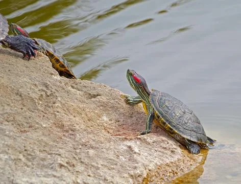 Tortoises on a stone Stock Photos