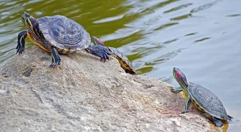 Tortoises on a stone Stock Photos