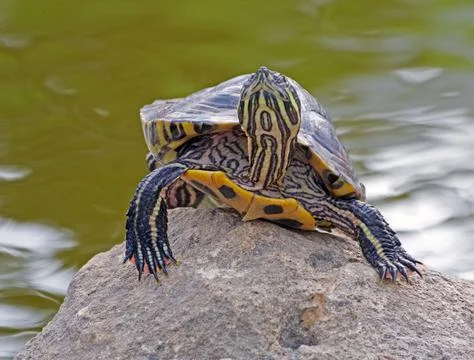 Tortoises on a stone Stock Photos
