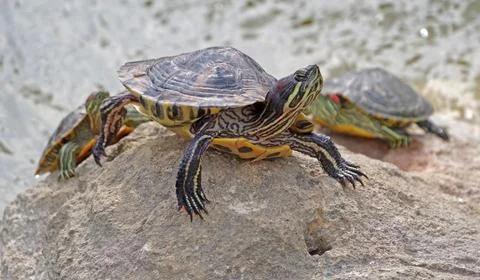 Tortoises on a stone Stock Photos