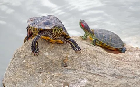 Tortoises on a stone Stock Photos