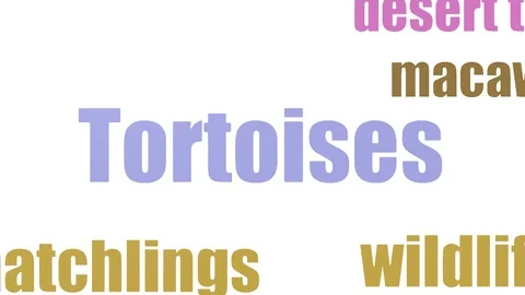 Tortoises Tag Cloud Animated On White Background Stock Footage 107234672