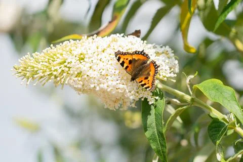Tortoiseshell on a buddleia bloom Stock Photos