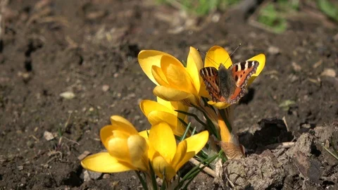 Tortoiseshell butterfly Aglais urticae on crocus Stock Footage 89514341