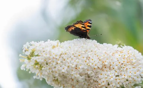 Tortoiseshell Butterfly on Buddleia Stock Photos