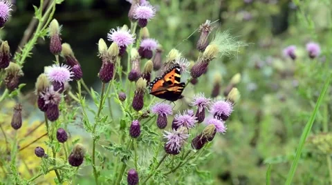 Tortoiseshell Butterfly Stock Footage 54112415