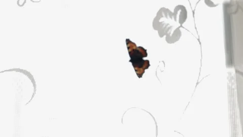 Tortoiseshell Butterfly  Video stock 244784840