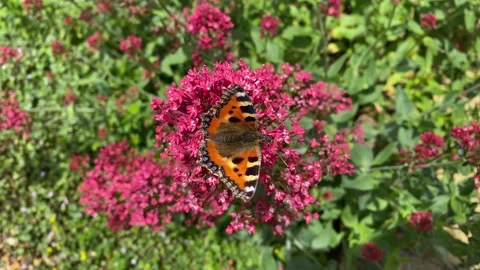 Tortoiseshell butterfly Stockbeeldmateriaal 280571059