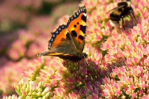 Tortoiseshell butterfly Stock Photos