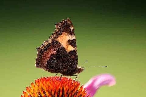 Tortoiseshell butterfly Stock Photos