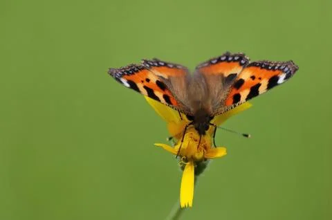 Tortoiseshell Butterfly Stock Photos