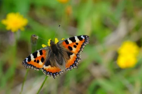 Tortoiseshell butterfly Stock Photos