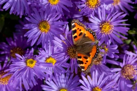 Tortoiseshell butterfly Stock Photos