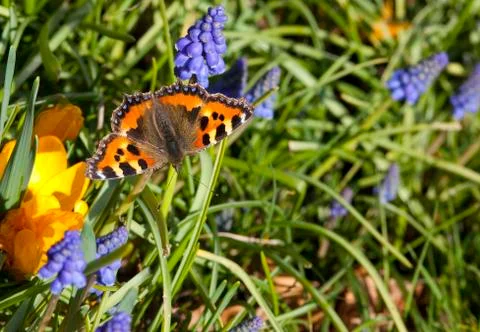 Tortoiseshell butterfly Stock Photos