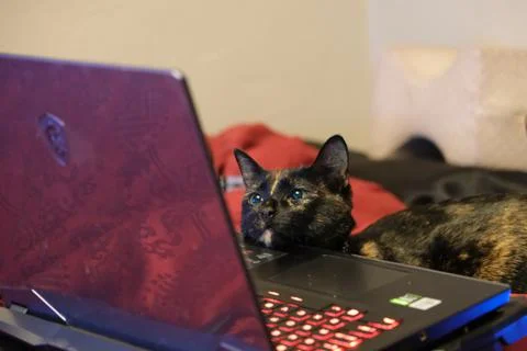 Tortoiseshell cat affectionately looking at laptop Stock Photos