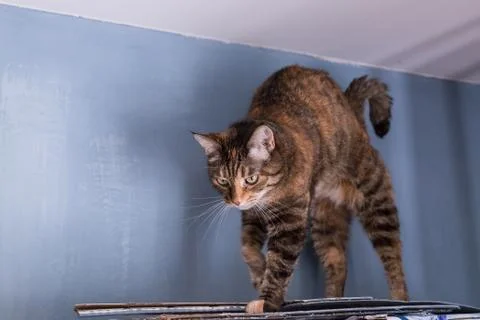 A tortoiseshell cat arched its back on a shelf under the ceiling. Stock Photos