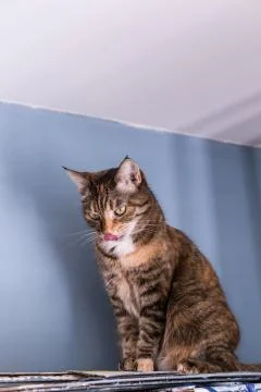 A tortoiseshell cat arched its back on a shelf under the ceiling against a bl Stock Photos