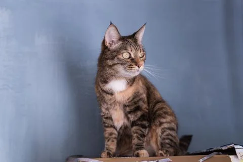 A tortoiseshell cat arched its back on a shelf under the ceiling against a bl Stock Photos