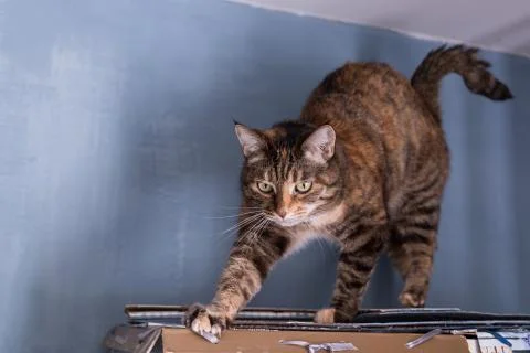 A tortoiseshell cat arched its back on a shelf under the ceiling against a bl Stock Photos