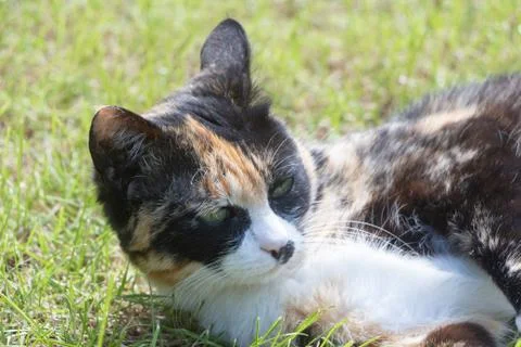 Tortoiseshell cat in a garden Stock Photos