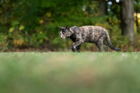 Tortoiseshell cat in the grass in summer Stock-Fotos