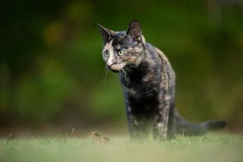 Tortoiseshell cat in the grass in summer Stock-Fotos