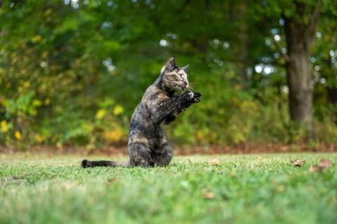 Tortoiseshell cat in the grass in summer Fotos de archivo
