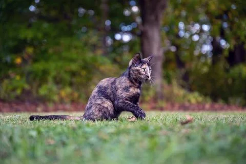 Tortoiseshell cat in the grass in summer 스톡 사진