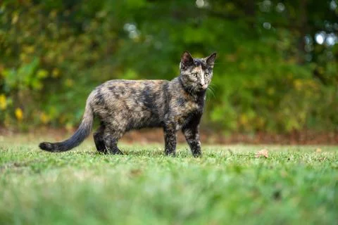 Tortoiseshell cat in the grass in summer 스톡 사진
