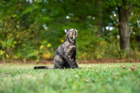 Tortoiseshell cat in the grass in summer 스톡 사진