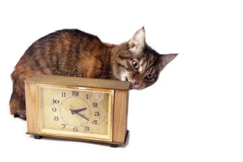A tortoiseshell cat is hiding behind a table clock and bites, isolated on a w Stock Photos