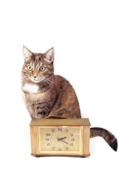 A tortoiseshell cat is hiding behind a table clock, isolated on a white backg Stock Photos