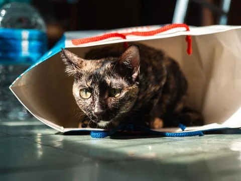 Tortoiseshell cat hiding inside an overturned white paper bag on a glossy g.. 库存照片
