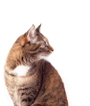 A tortoiseshell cat isolated on a white background. Stock Photos