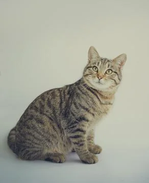 A tortoiseshell cat isolated on a white background Stock Photos