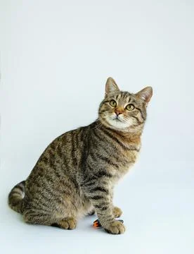 A tortoiseshell cat isolated on a white background Stock Photos