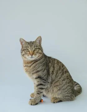 A tortoiseshell cat isolated on a white background Stock Photos
