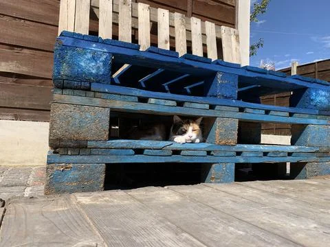 Tortoiseshell Cat Laid Between Shipping Pallets 2 Stock Photos