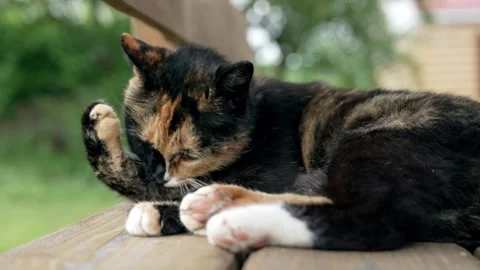 Tortoiseshell cat licking and cleaning paw on porch Stock Footage 338382446