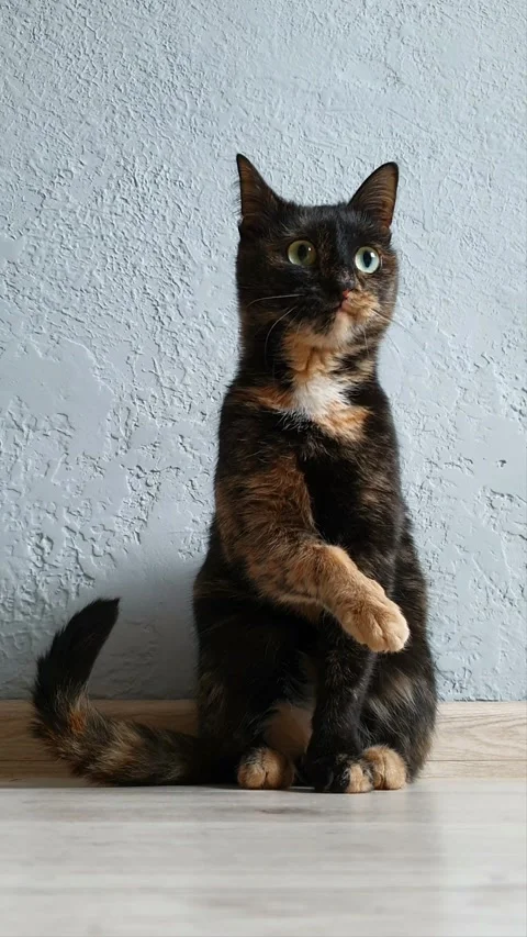 Tortoiseshell cat licks itself Stock Footage 211126815