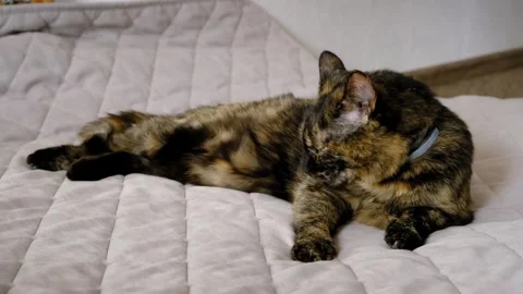 A tortoiseshell cat lies on a quilted bed and licks its paw and looks side Stock Footage 346553698