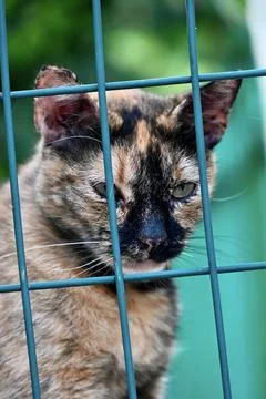Tortoiseshell cat looking through a green wire fence in an enclosure Stock-Fotos