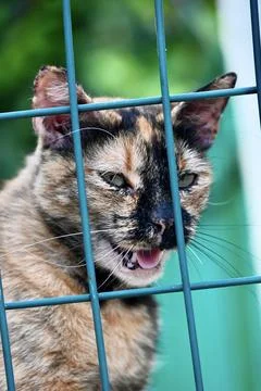 Tortoiseshell cat looking through a green wire fence in an enclosure Stock Photos