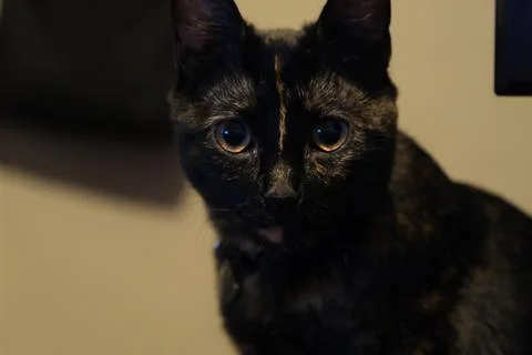 Tortoiseshell cat looking at viewer Stock Photos