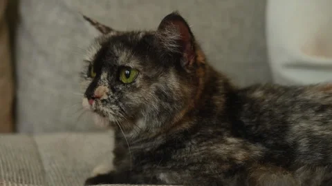 Tortoiseshell cat lying on a couch Stock Footage 320466319
