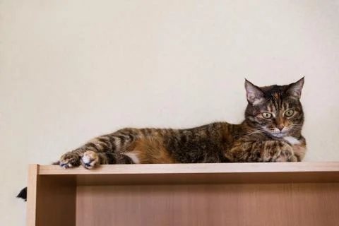 Tortoiseshell cat lying on the cupboard. Stock Photos