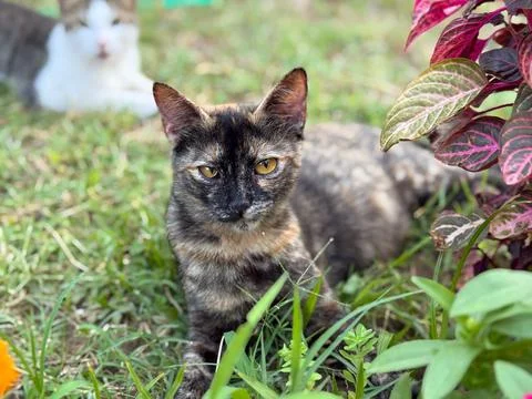 Tortoiseshell cat lying in grass with another cat blurred in background. Dome Stock Photos