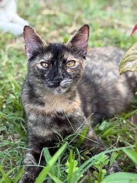 Tortoiseshell cat lying in grass with another cat blurred in background. Dome Stock Photos