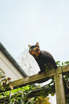 Tortoiseshell Cat Observing Interested the Environment from the Top of a Wo.. Stock Photos